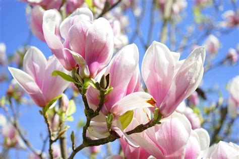 blonde magnolia